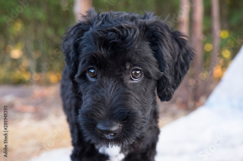 Cute black puppy