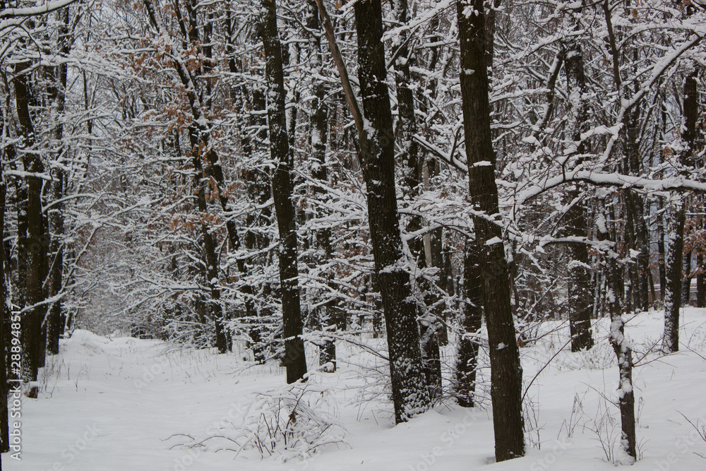 Fototapeta premium winter forest. beautiful winter evening landscape view