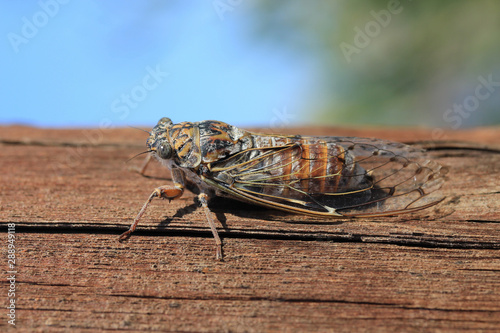 Insecte Cigale Cicada orni