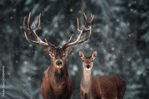 Noble deer male and female in winter snow forest. © delbars