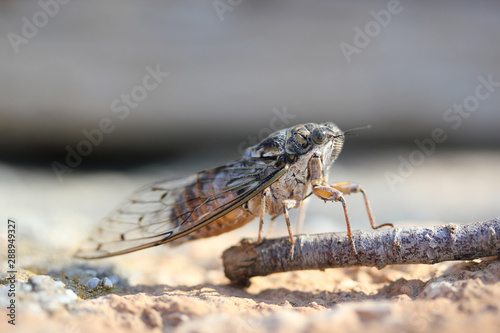 Insecte Cigale Cicada orni © jahstiennon