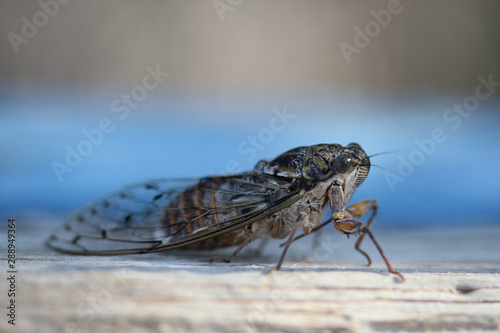 Insecte Cigale Cicada orni © jahstiennon