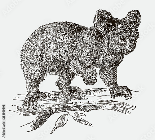 Canvas Print Koala (phascolarctos cinereus) climbing on a branch
