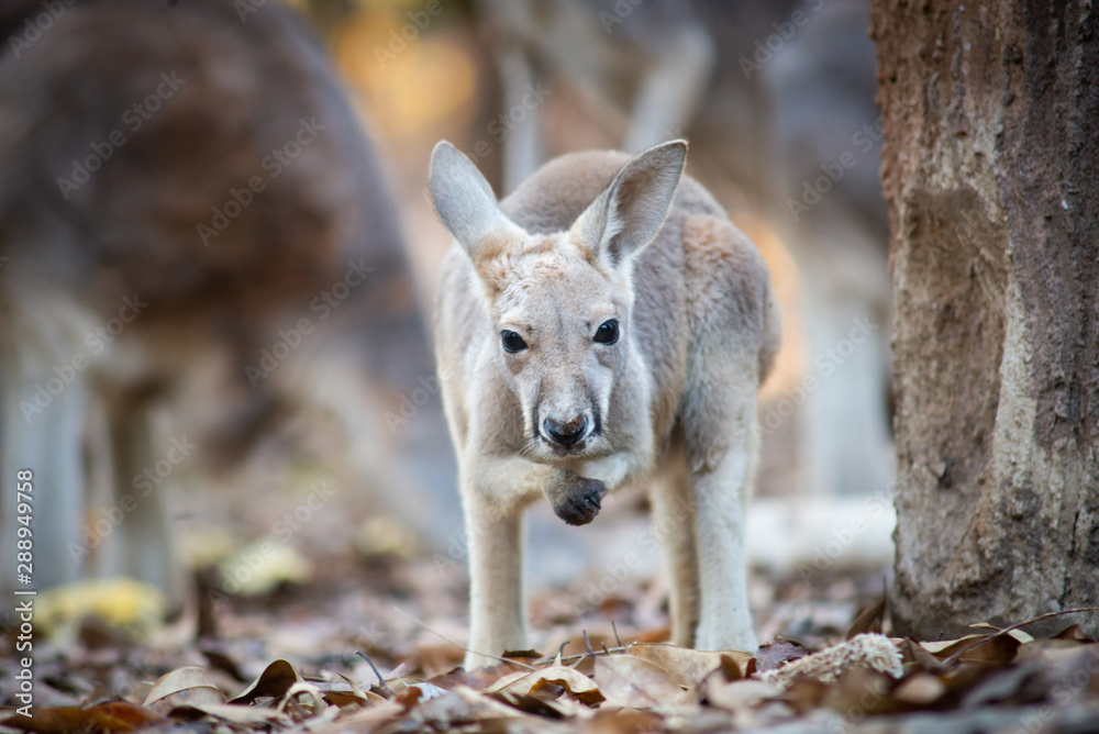Kangaroo Kangaroo