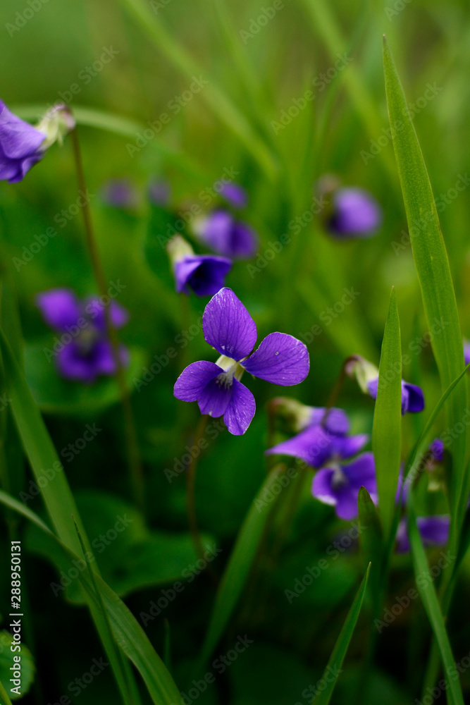 blue flowers on green background blue flowers on green background