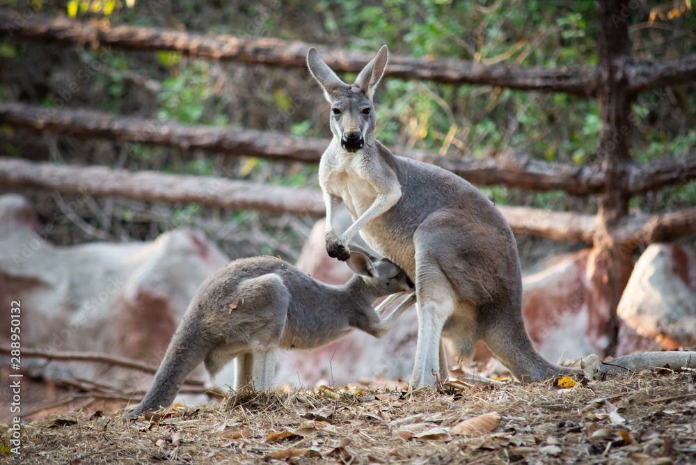 Kangaroo