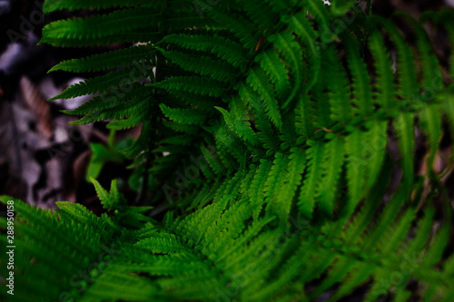 Wallpaper Mural fern in forest Torontodigital.ca