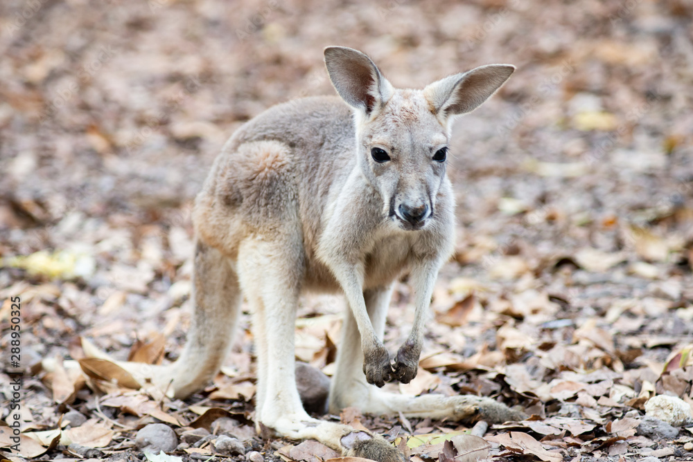 Kangaroo