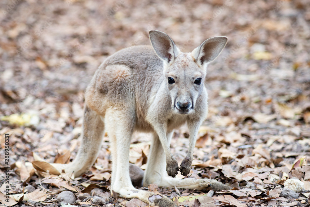 Kangaroo