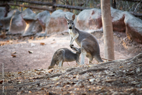 Kangaroo