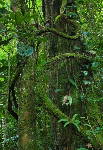 Moss-covered lianas growing on large tree in upland rainforest near Archidona  Ecuador