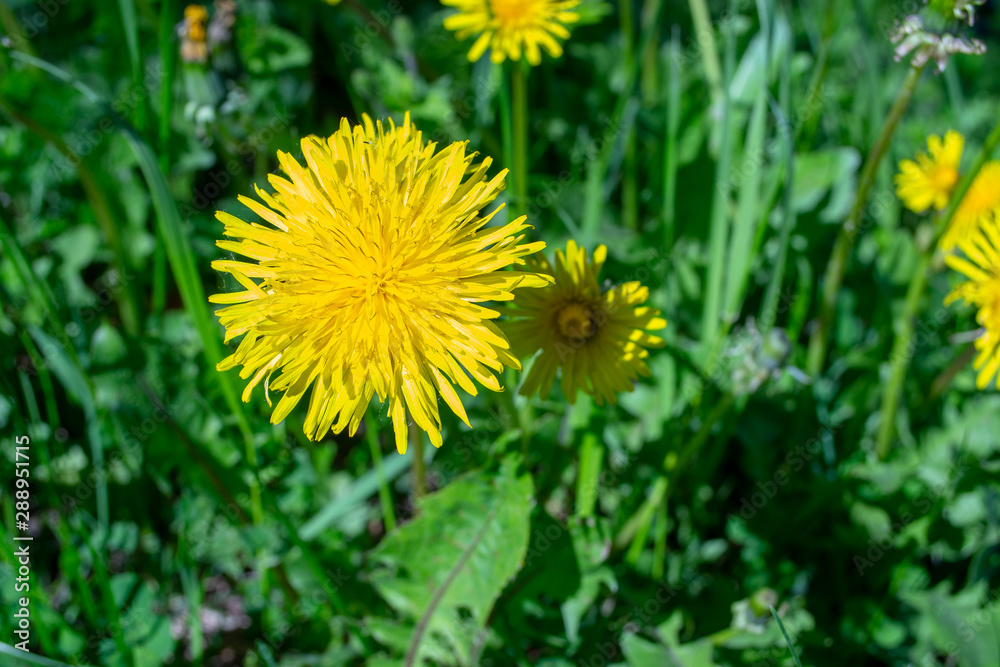 Yellow dandelion flowers growing in a meadow in a park. Yellow dandelion flowers growing in a meadow in a park.