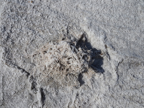 The small plant covered by white salt crystals on the surface of the white dry salt lake with cracks in the steppe on the sunny day
