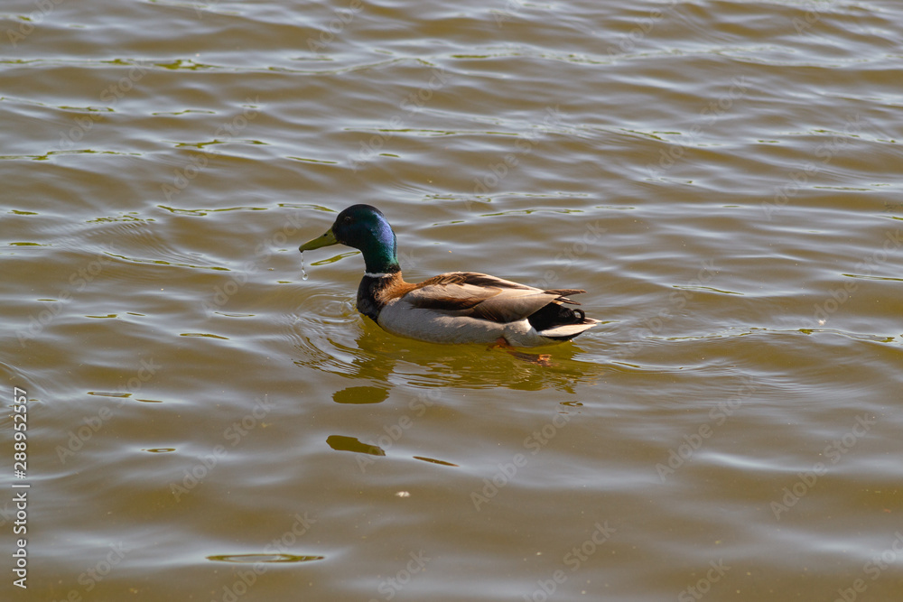 A male duck (drake) with a blue-green neck swims in the lake. A male duck (drake) with a blue-green neck swims in the lake.