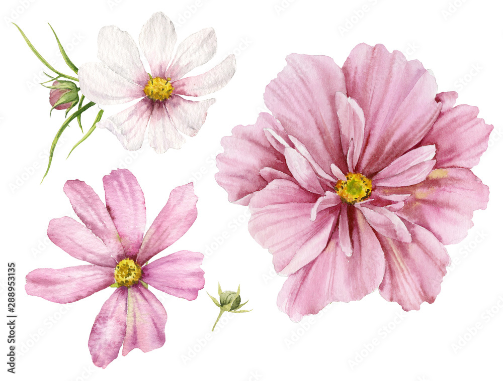 A set of watercolor illustrations of pink delicate flowers of cosmea on a white background.