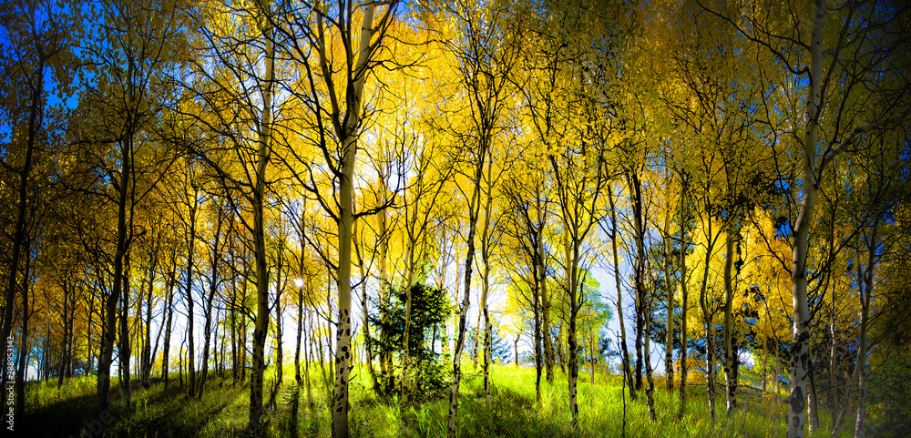 Obraz premium Colorado Aspens