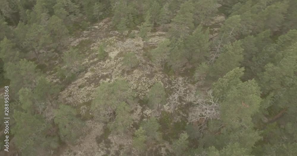 People driving mountain bikes in a Finnish forest. People driving mountain bikes in a Finnish forest.