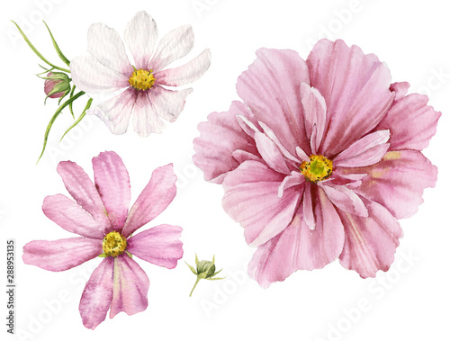 A set of watercolor illustrations of pink delicate flowers of cosmea on a white background.