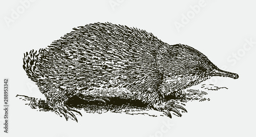 Short-beaked echidna (tachyglossus aculeatus) in side view. Illustration after an engraving from the 19th century