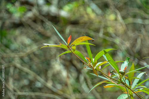 green leaf beside  Lamtakong river in Khao Yai National Park photo