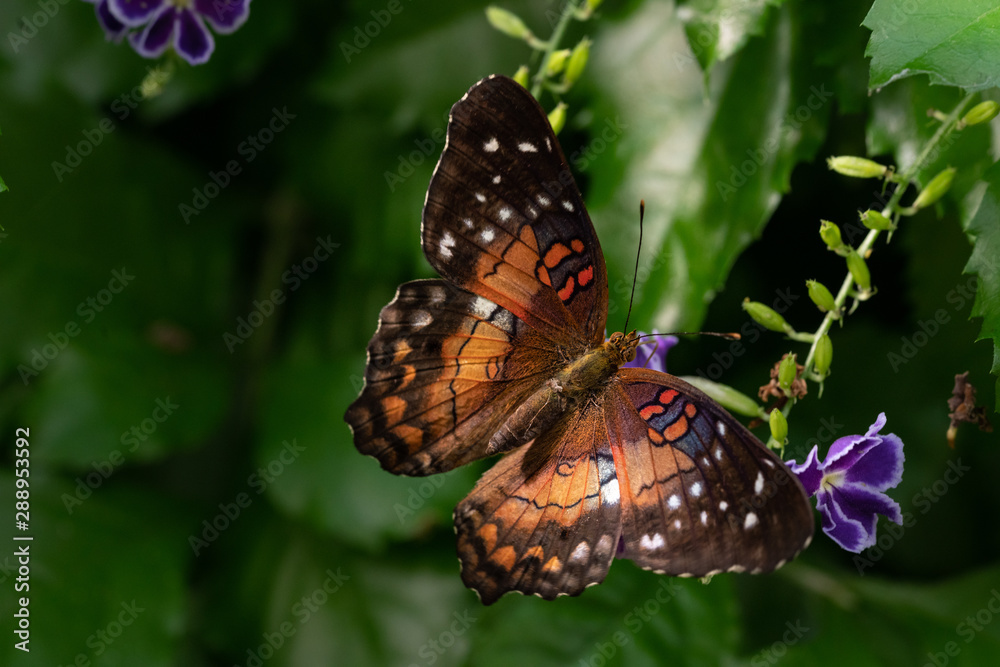 Obraz premium Close up of a colorful butterfly on top of a lovely flower