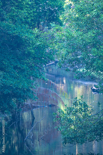 The morning light from the treetops in the great forest of Khao Yai National Park