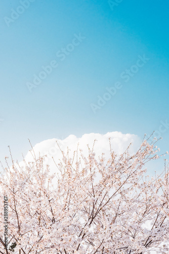 하늘, 구름 그리고 벚꽃 (Sky, Cloud and Cherry Blossom)