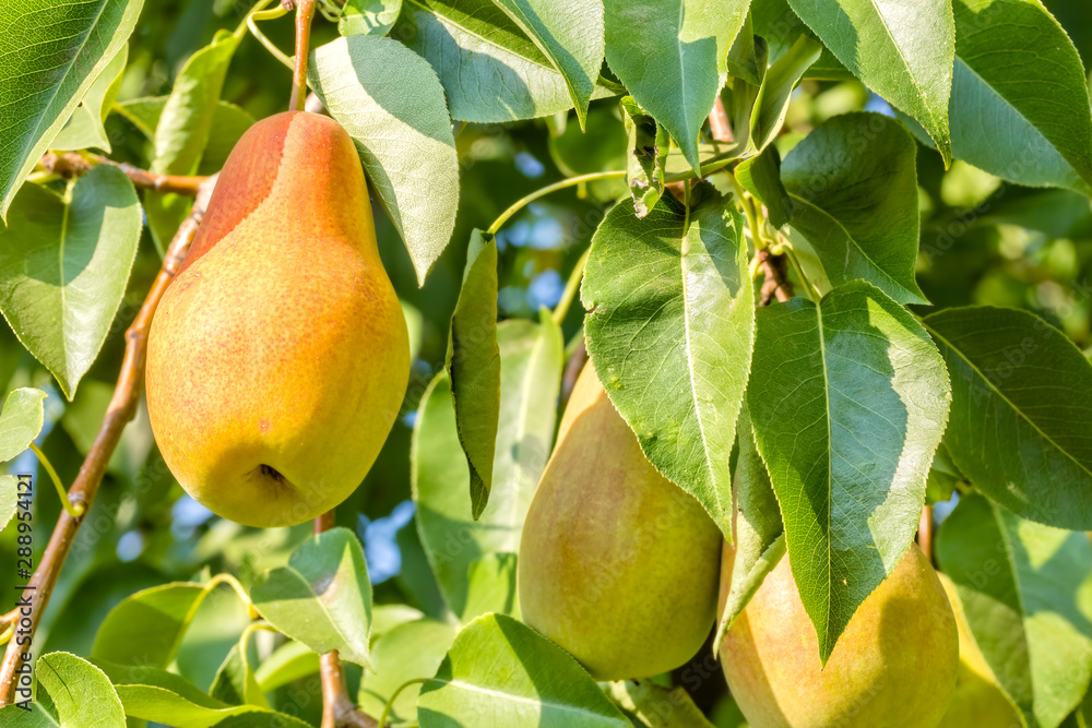 Ripe pears on a branch in the garden, close-up Ripe pears on a branch in the garden, close-up