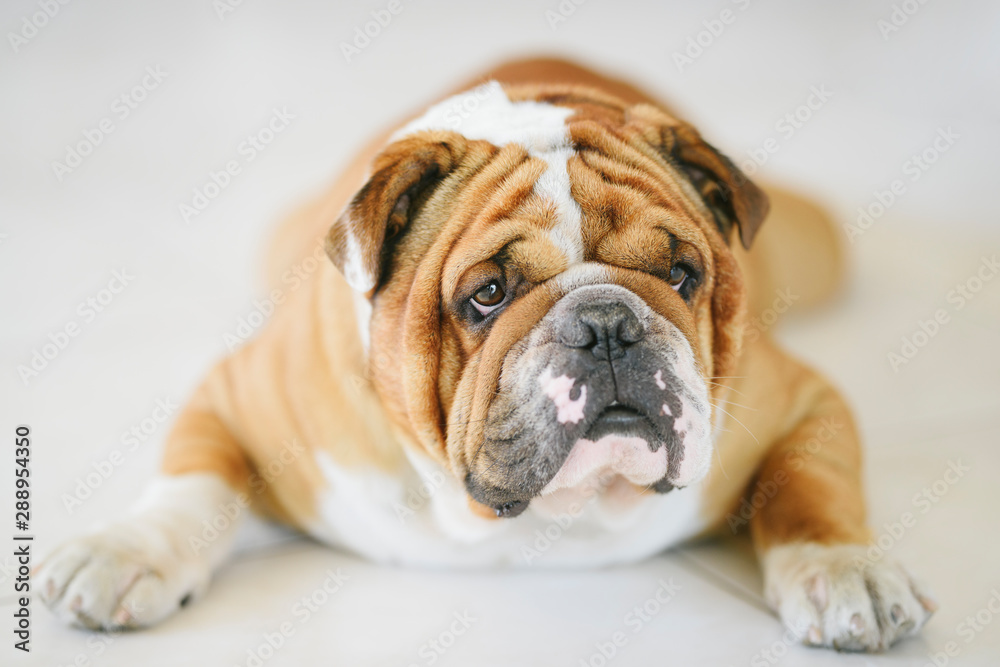 Portrait of English Bulldog,selective focus