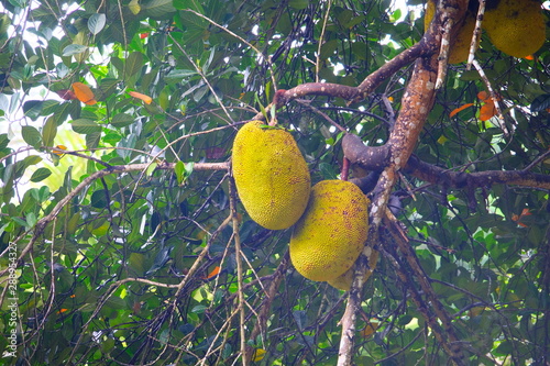 Big yellow jack fruits photo