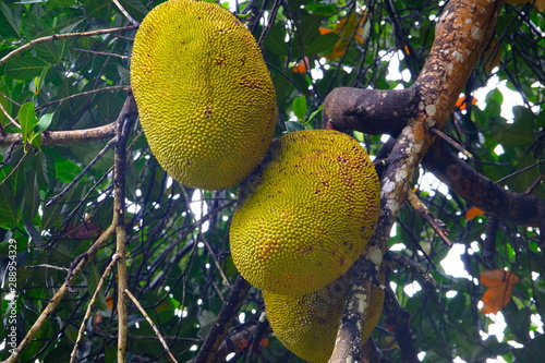Big yellow jack fruits