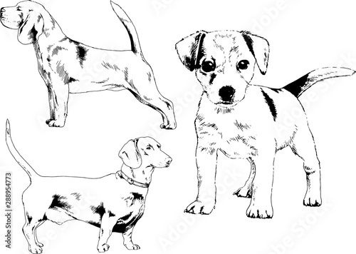 vector drawings sketches pedigree dogs in the racks drawn in ink by hand   objects with no background 