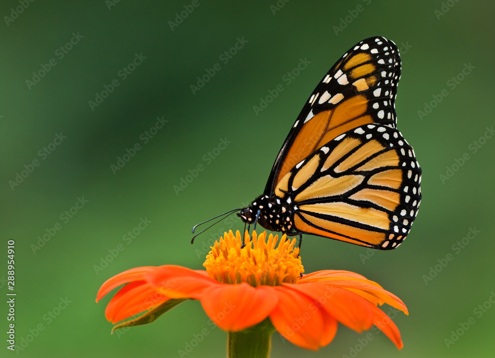 Fototapeta premium Monarch butterfly (Danaus plixippus) nectaring on Mexican sunflower (Tithonia rotundifolia).