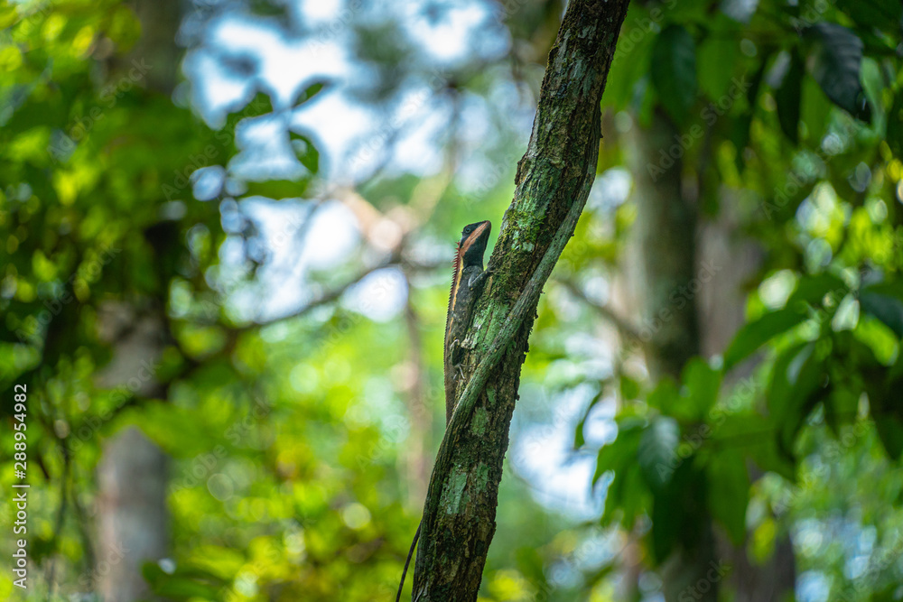A chameleon raises its neck when it encounters humans. A chameleon raises its neck when it encounters humans.