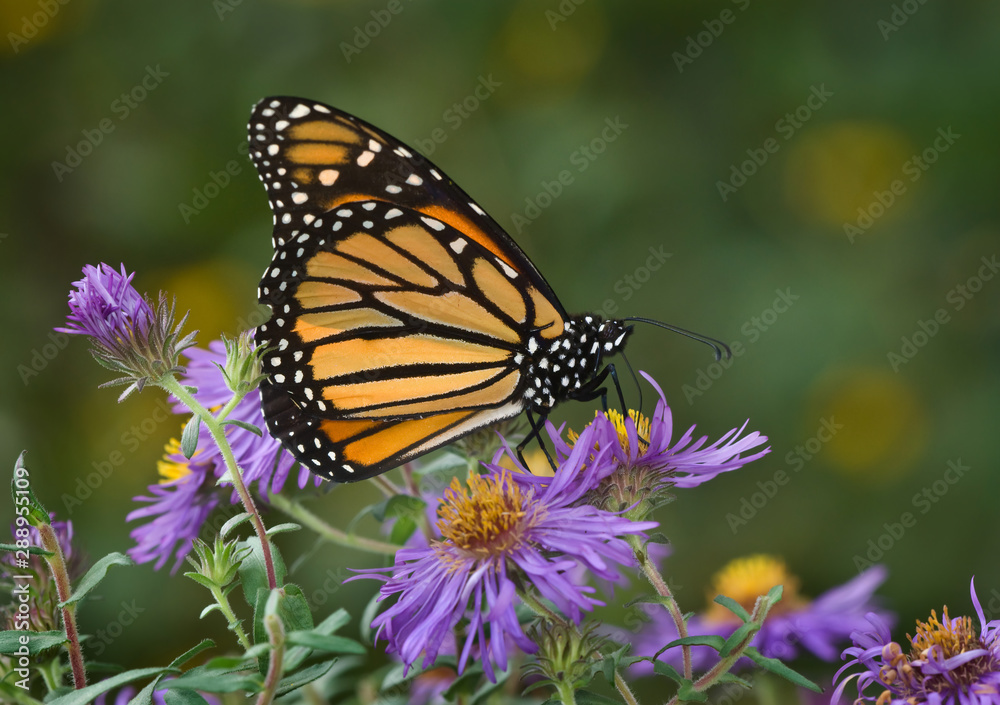 Monarch butterfly (Danaus plexippus) nectaring on New England aster (Aster novae-angliae) in early fall in preparation for migration to Mexico. Monarch butterfly (Danaus plexippus) nectaring on New England aster (Aster novae-angliae) in early fall in preparation for migration to Mexico.