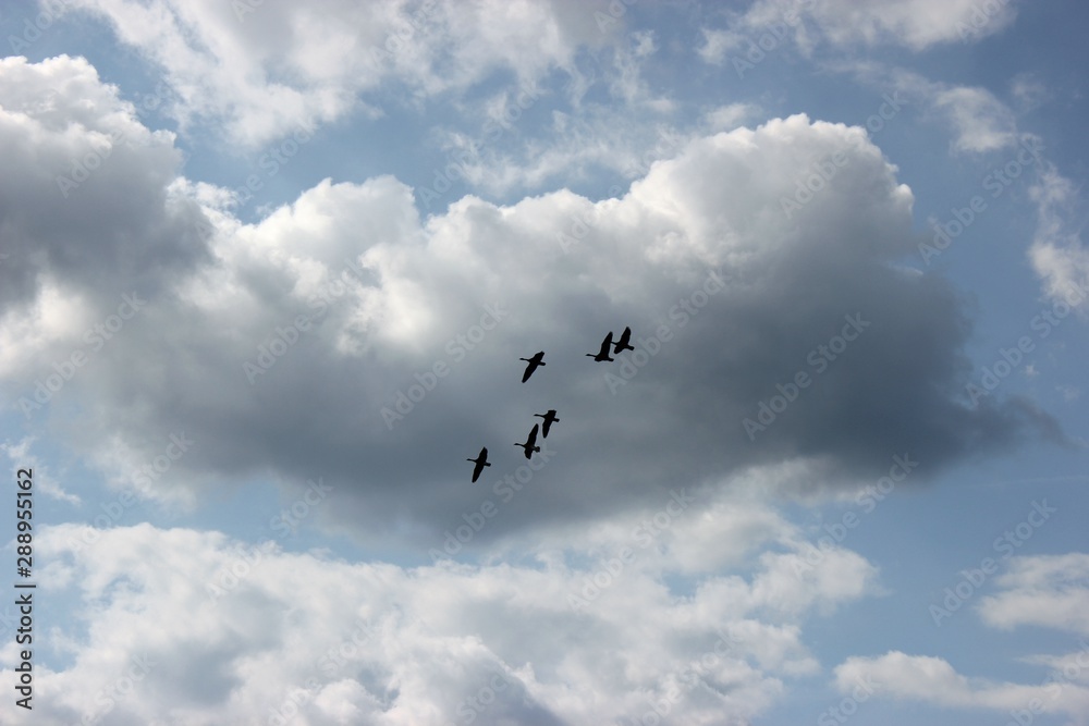 Fliegende Kanadagänse (Branta canadensis) vor wolkigem Himmel