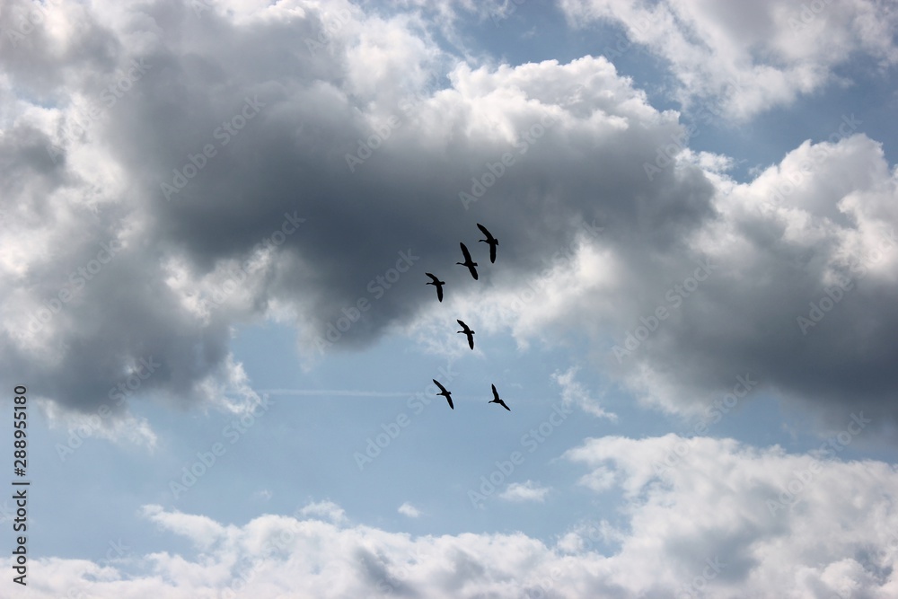Fliegende Kanadagänse (Branta canadensis) vor wolkigem Himmel Fliegende Kanadagänse (Branta canadensis) vor wolkigem Himmel