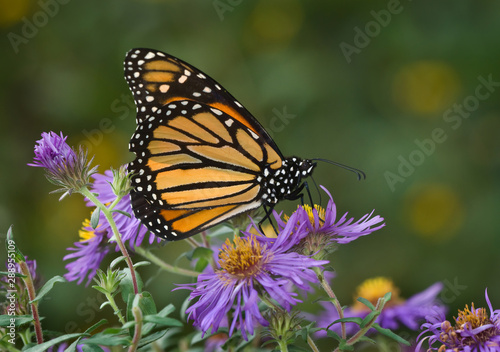 Monarch butterfly (Danaus plexippus) nectaring on New England aster (Aster novae-angliae) in early fall in preparation for migration to Mexico.