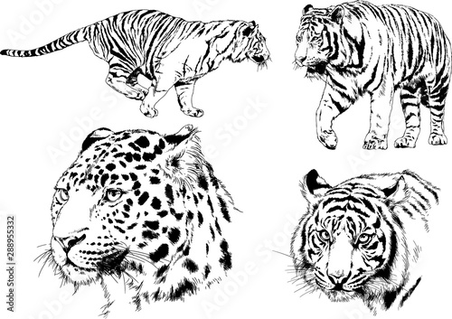 Fototapeta Naklejka Na Ścianę i Meble -  set of vector drawings on the theme of predators tigers are drawn by hand with ink tattoo logos	