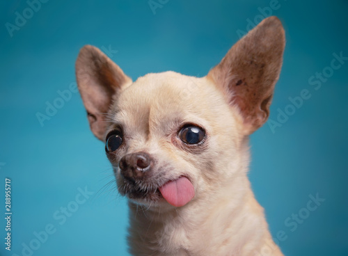 cute chihuahua with his tongue hanging out in a studio shot isolated on a blue background © annette shaff