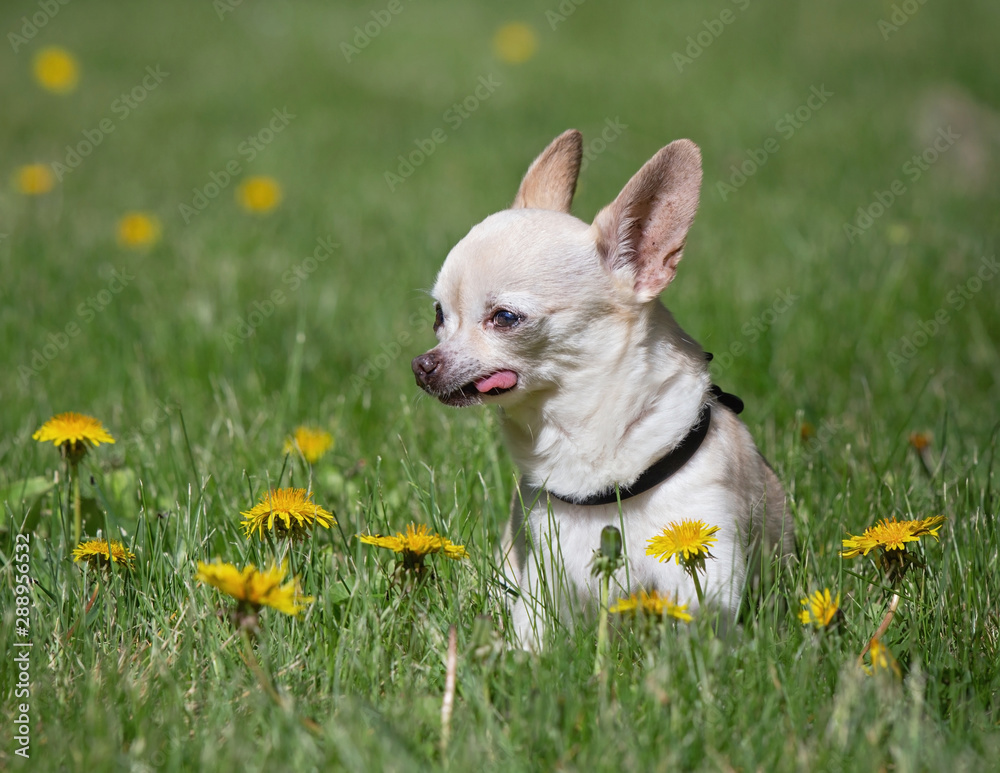 cute chihuahua with his tongue out resting in dandelion covered grass on a hot summer day cute chihuahua with his tongue out resting in dandelion covered grass on a hot summer day