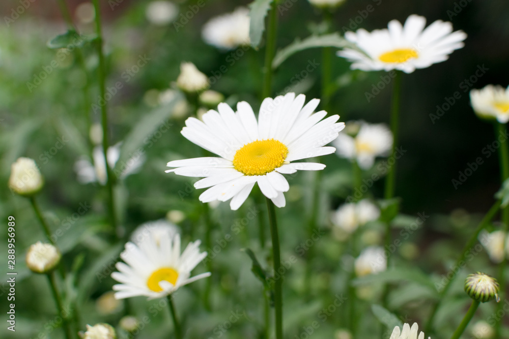White garden chamomile in garden close up with selective focus White garden chamomile in garden close up with selective focus
