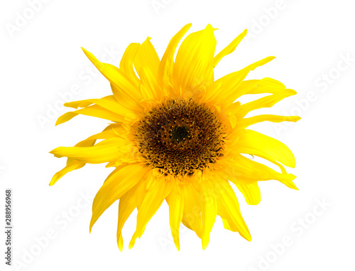 Fototapeta Naklejka Na Ścianę i Meble -  .sunflower on a white background