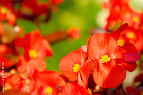 Flowers of red begonia on a sunny summer day.