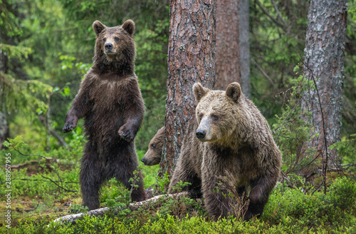 Mother She-Bear and cubs in the summer pine forest. Family of Brown Bear. Scientific name  Ursus arctos. Natural habitat.
