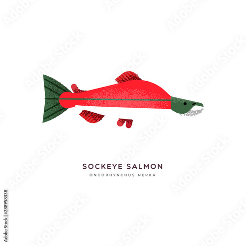 Red sockeye salmon fish isolated animal cartoon