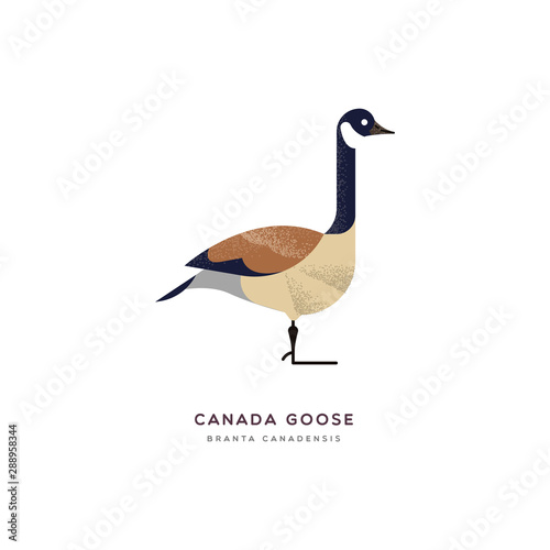 Canada goose duck bird isolated animal cartoon