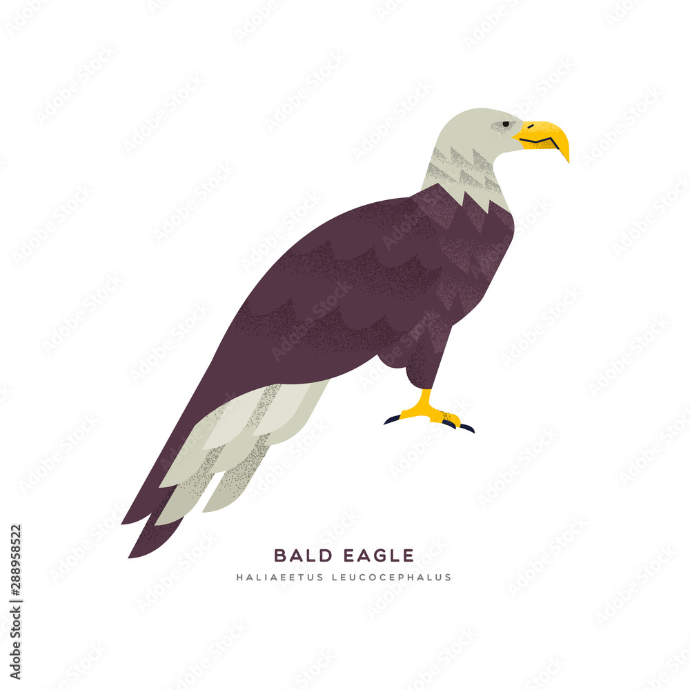 Obraz premium Wild bald eagle bird isolated animal cartoon