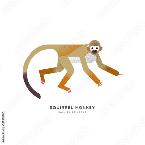 Wild squirrel monkey isolated animal cartoon