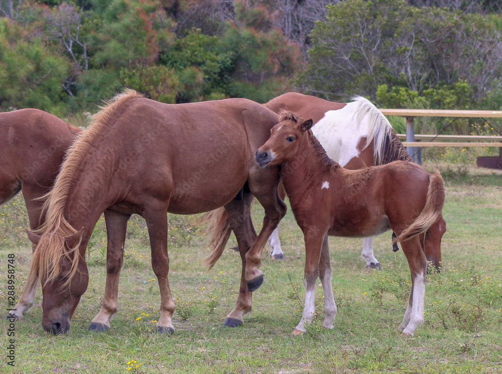 Wild Herd of Assateague Island Ponies with a colt Wild Herd of Assateague Island Ponies with a colt